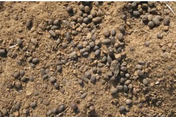 羊粪和鸡粪的优缺点，羊粪的粪质较细且肥质浓厚