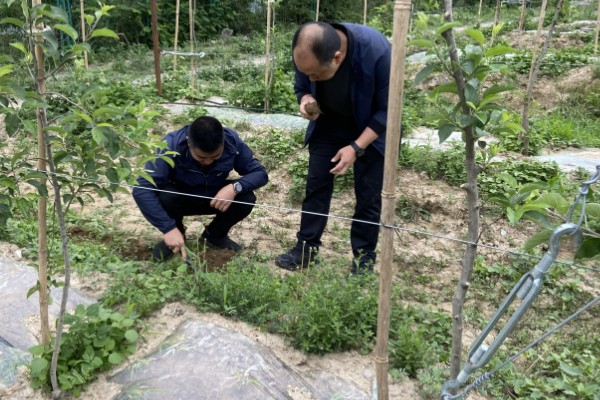 果园可以套种哪些药材，幼龄果树可套种地黄、黄芩等品种
