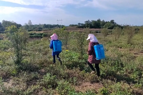 果园可以套种哪些药材，幼龄果树可套种地黄、黄芩等品种