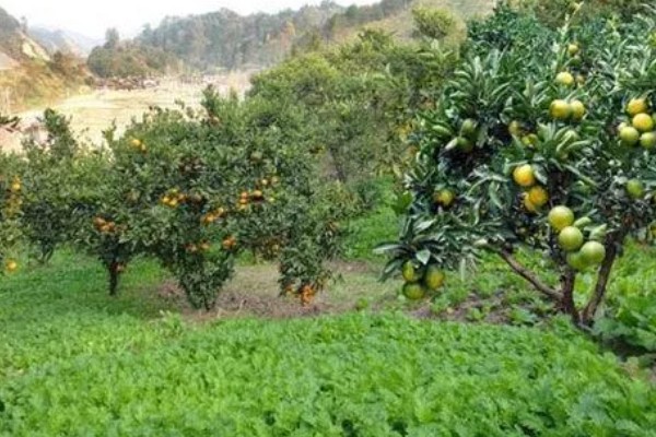 果园可以套种哪些药材，幼龄果树可套种地黄、黄芩等品种