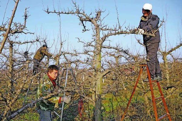 果园可以套种哪些药材，幼龄果树可套种地黄、黄芩等品种