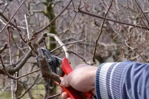果园可以套种哪些药材，幼龄果树可套种地黄、黄芩等品种
