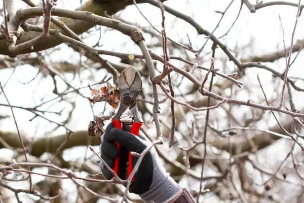 果园可以套种哪些药材，幼龄果树可套种地黄、黄芩等品种