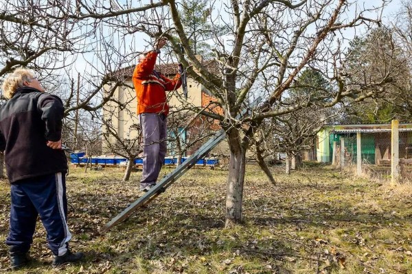 果园可以套种哪些药材，幼龄果树可套种地黄、黄芩等品种