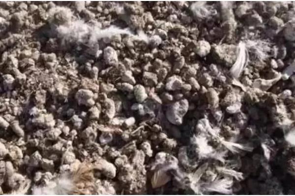 羊粪和鸡粪的优缺点，羊粪的粪质较细且肥质浓厚
