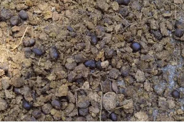 羊粪和鸡粪的优缺点，羊粪的粪质较细且肥质浓厚