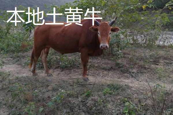 放养哪种牛合适，推荐本地土黄牛、西门塔尔肉牛
