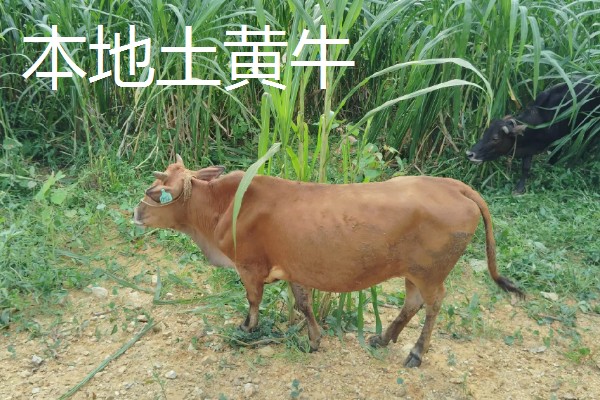 放养哪种牛合适，推荐本地土黄牛、西门塔尔肉牛