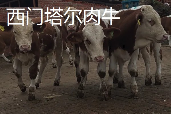 放养哪种牛合适，推荐本地土黄牛、西门塔尔肉牛