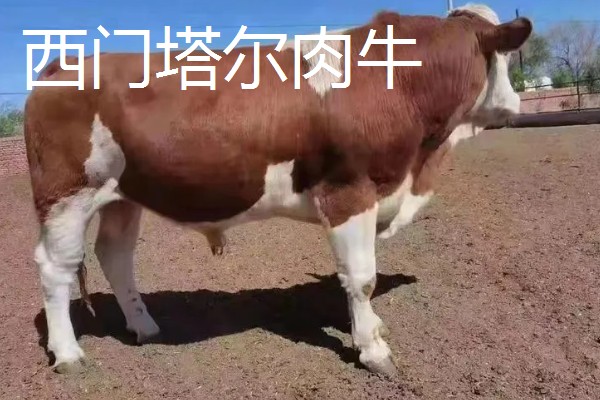 放养哪种牛合适，推荐本地土黄牛、西门塔尔肉牛