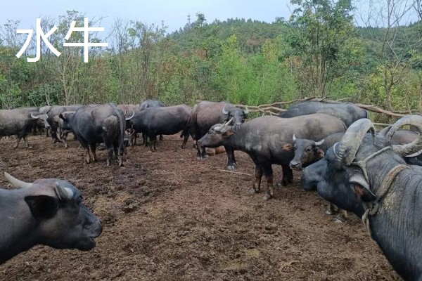 放养哪种牛合适，推荐本地土黄牛、西门塔尔肉牛