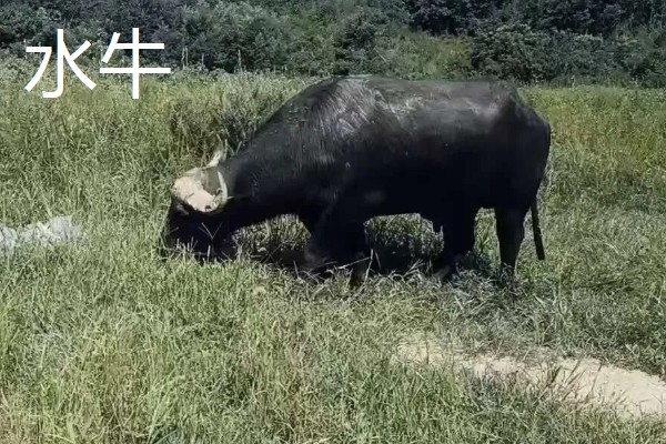 放养哪种牛合适，推荐本地土黄牛、西门塔尔肉牛