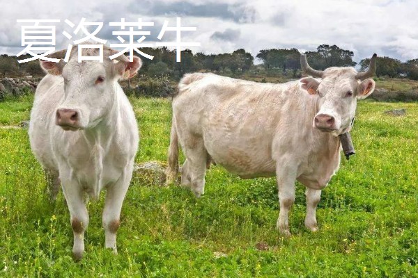 放养哪种牛合适，推荐本地土黄牛、西门塔尔肉牛