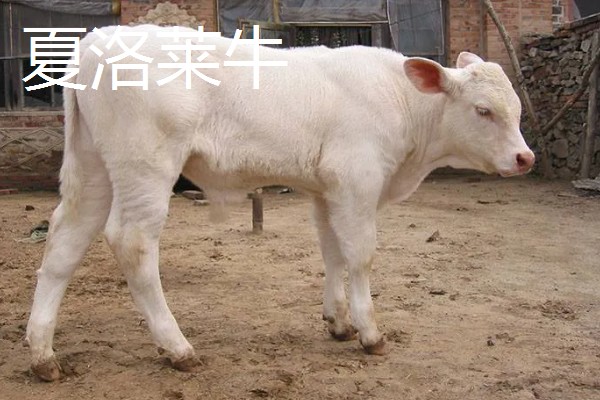 放养哪种牛合适，推荐本地土黄牛、西门塔尔肉牛