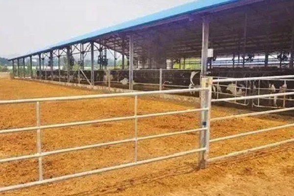 放养哪种牛合适，推荐本地土黄牛、西门塔尔肉牛