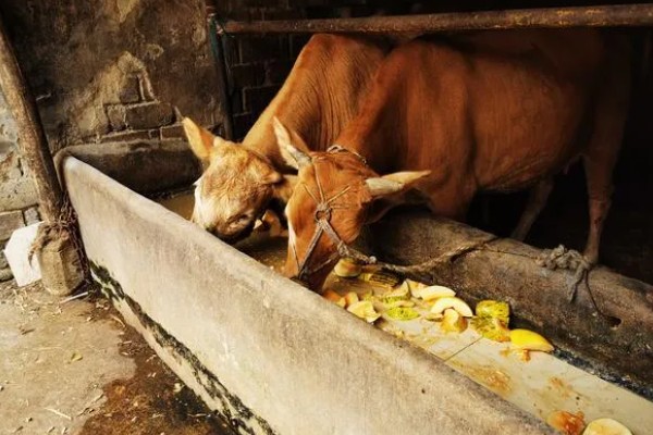 放养哪种牛合适，推荐本地土黄牛、西门塔尔肉牛