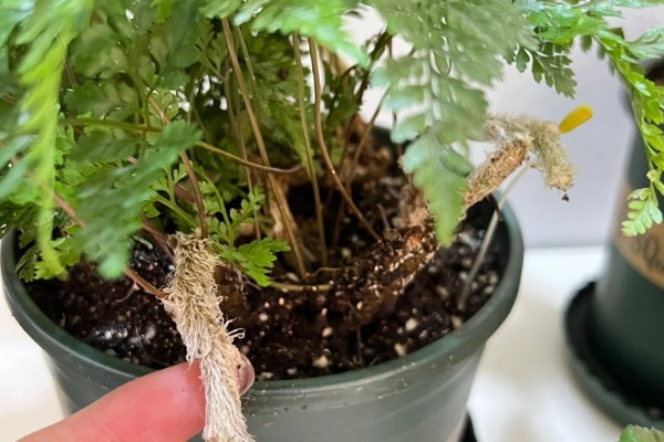 狼尾蕨如何修剪,最好选择在每年春季进行