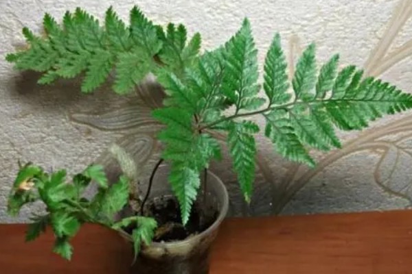 狼尾蕨如何修剪,最好选择在每年春季进行