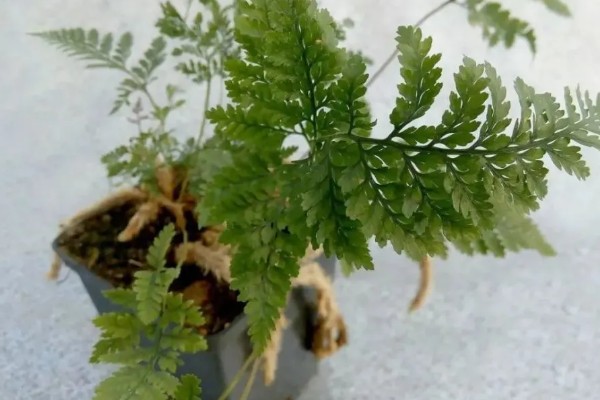 狼尾蕨如何修剪,最好选择在每年春季进行