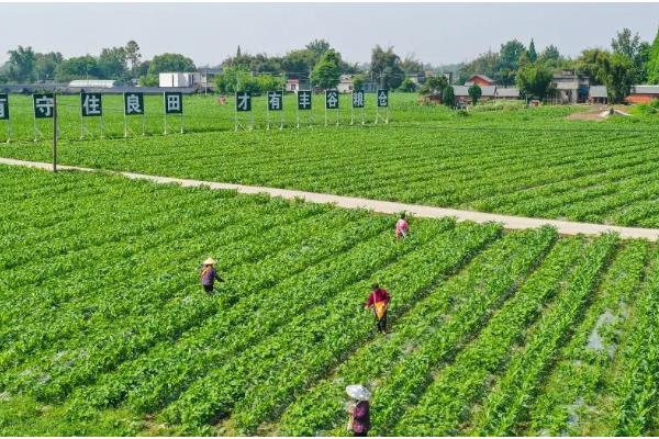 农业包括生产和哪些方面,分别是种植业、畜牧业