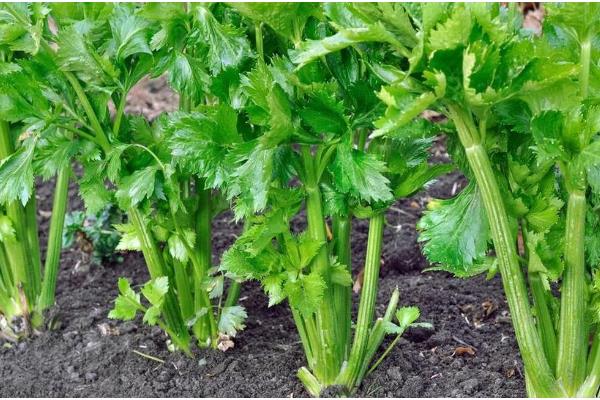 芹菜怎么栽培，撒播种子后要覆膜保温