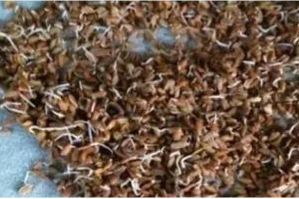 芹菜怎么栽培，撒播种子后要覆膜保温