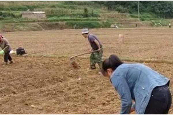 芹菜怎么栽培，撒播种子后要覆膜保温