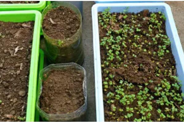 芹菜怎么栽培，撒播种子后要覆膜保温