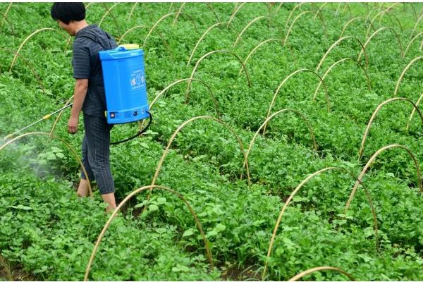 芹菜怎么栽培，撒播种子后要覆膜保温