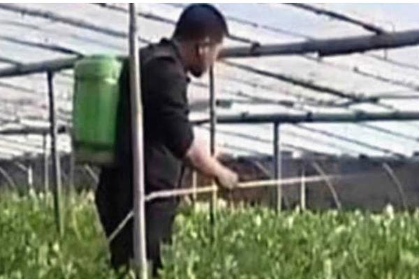 芹菜怎么栽培，撒播种子后要覆膜保温