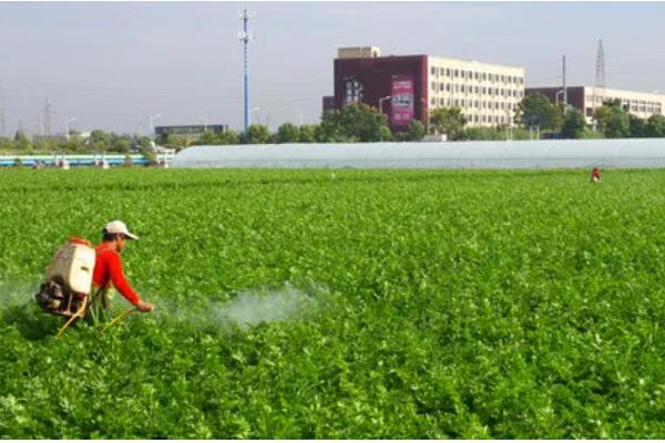 芹菜怎么栽培，撒播种子后要覆膜保温