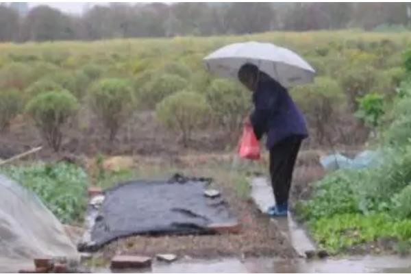 雷雨天气撒化肥的后果,肥料容易随水流失