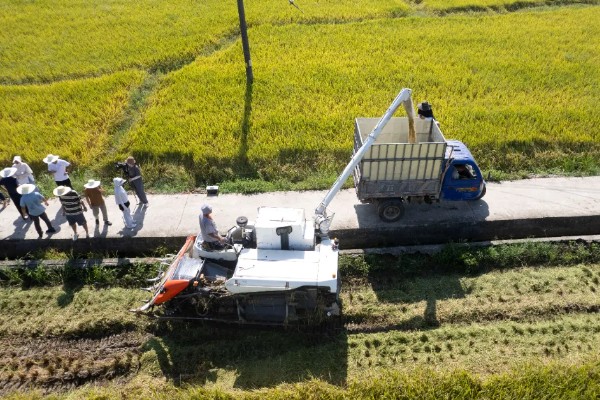 大米何时收割,不同地区的水稻收获时间不同