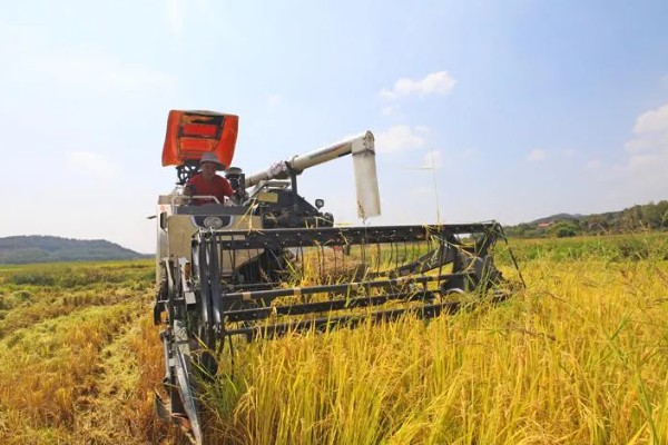 大米何时收割,不同地区的水稻收获时间不同