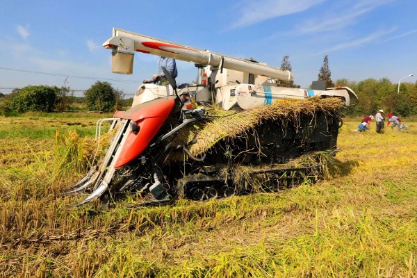 大米何时收割,不同地区的水稻收获时间不同