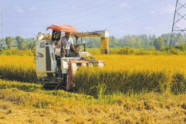 大米何时收割,不同地区的水稻收获时间不同