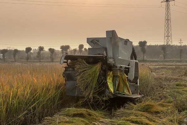 大米何时收割,不同地区的水稻收获时间不同