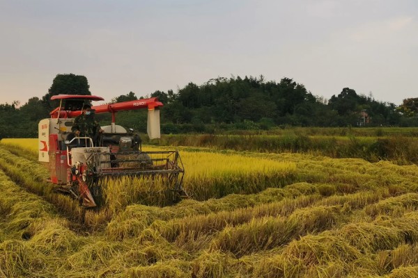 大米何时收割,不同地区的水稻收获时间不同