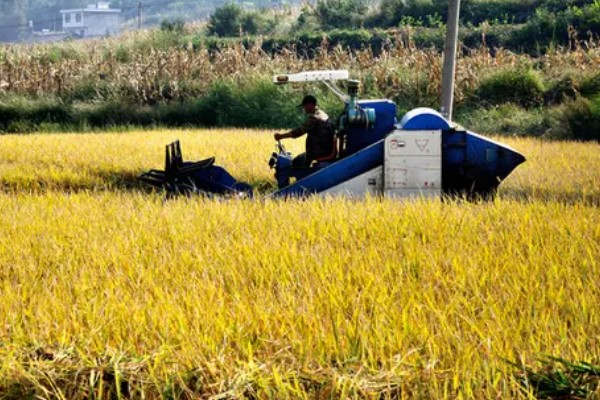 大米何时收割,不同地区的水稻收获时间不同