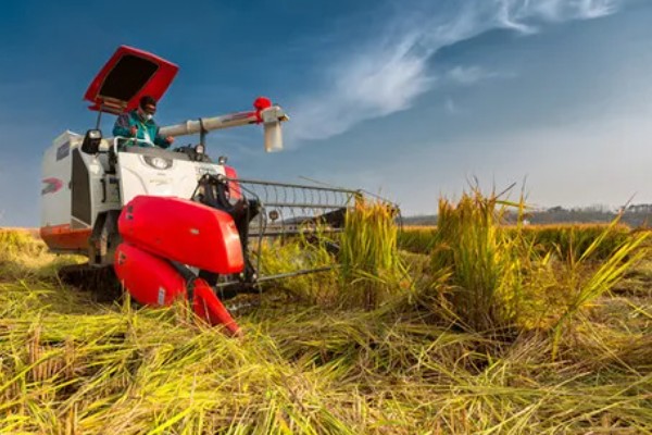 大米何时收割,不同地区的水稻收获时间不同