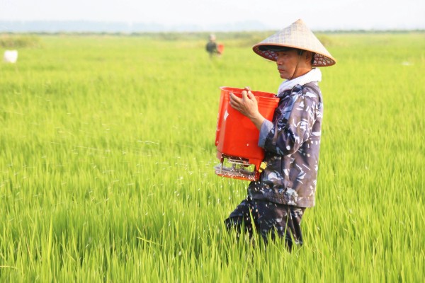 大米何时收割,不同地区的水稻收获时间不同