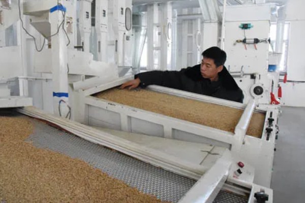 大米何时收割,不同地区的水稻收获时间不同