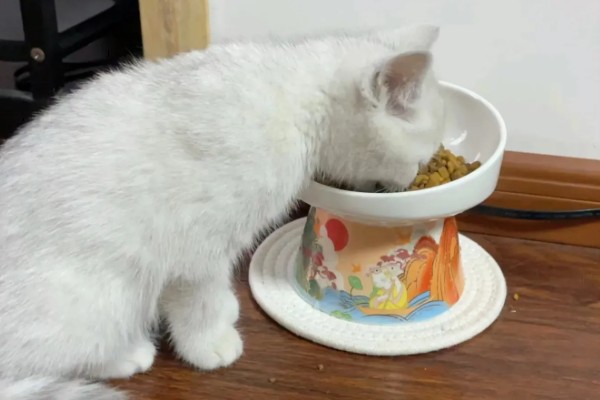 饲养英短银渐层的注意事项，要定期给爱宠刷牙