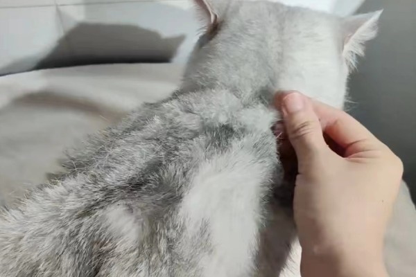 饲养英短银渐层的注意事项，要定期给爱宠刷牙