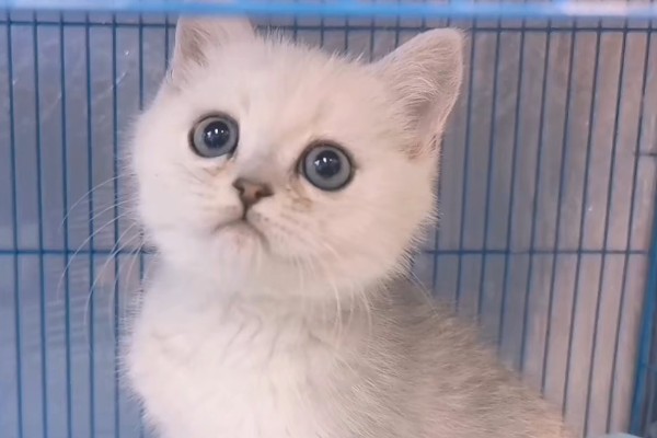 饲养英短银渐层的注意事项，要定期给爱宠刷牙