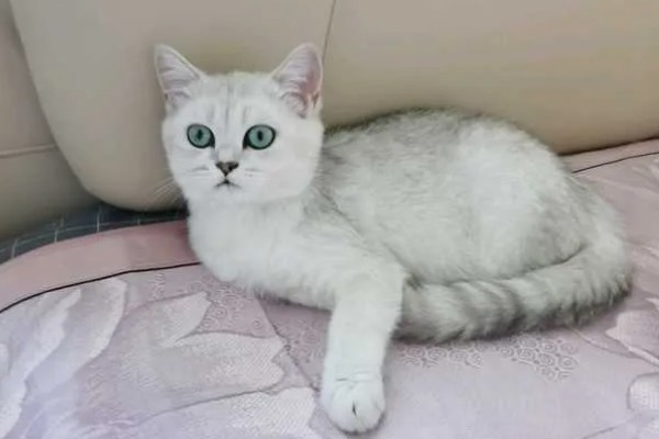 饲养英短银渐层的注意事项，要定期给爱宠刷牙