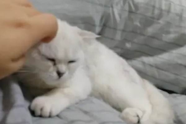 饲养英短银渐层的注意事项，要定期给爱宠刷牙