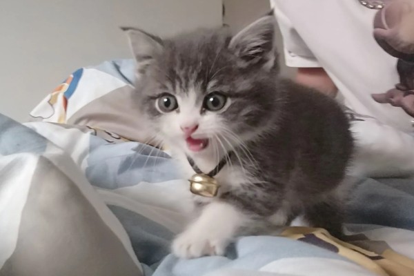 饲养英短银渐层的注意事项，要定期给爱宠刷牙