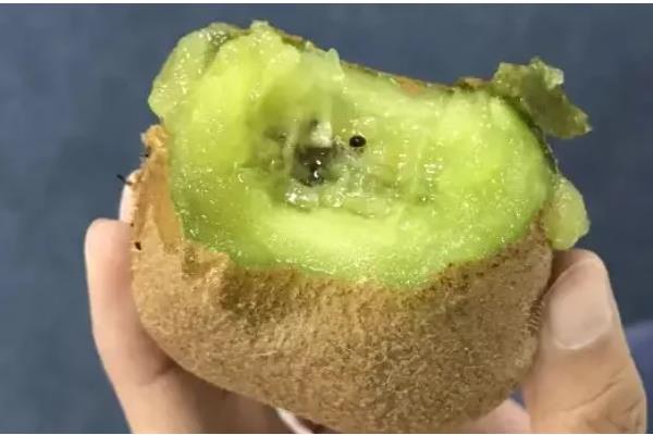 猕猴桃要放软吗，食用前需要放软