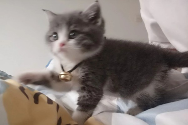 饲养英短银渐层的注意事项，要定期给爱宠刷牙